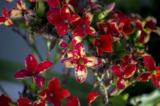 花，永远活着，自然，花园，红花，红，植物，生长