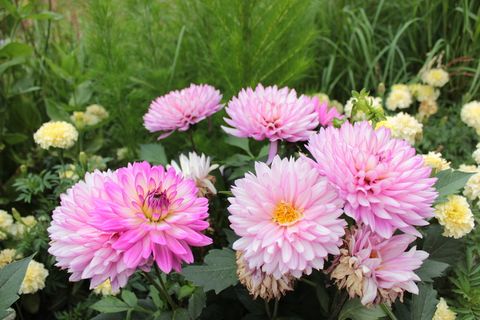 粉色,粉色花,花,植物园,丹佛,开花植物,花,新鲜度 粉色,粉色花,花,植物园,丹佛,开花植物,花,新鲜度