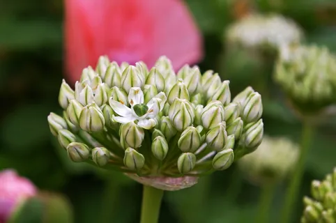 观赏洋葱、白色齐尔劳、开花、开花、自然、香脆、花、植物 观赏洋葱、白色齐尔劳、开花、开花、自然、香脆、花、植物