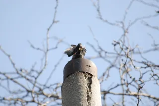 鸟，春天，春天，羽毛，相遇，聚焦前景，树，没有人