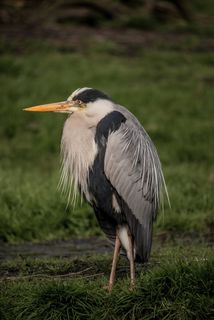 灰鹭，雄伟，羽毛，草地，雄伟的羽毛，自然，一种动物，鸟