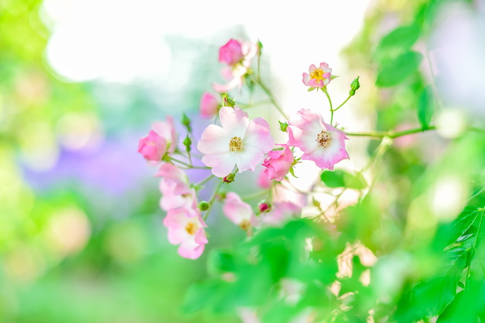 特写照片，粉色，白色，花瓣状的花朵，初夏，玫瑰，玫瑰，玫瑰园