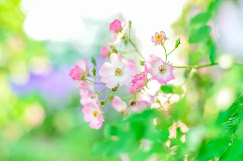 特写照片,粉色,白色,花瓣状的花朵,初夏,玫瑰,玫瑰,玫瑰园 特写照片,粉色,白色,花瓣状的花朵,初夏,玫瑰,玫瑰,玫瑰园