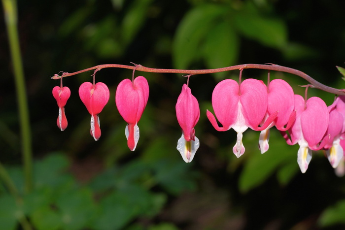 流血的心, 两音心花, 开花, Lamprocapnos spectabilis, 花, 挂, 玛丽的心
