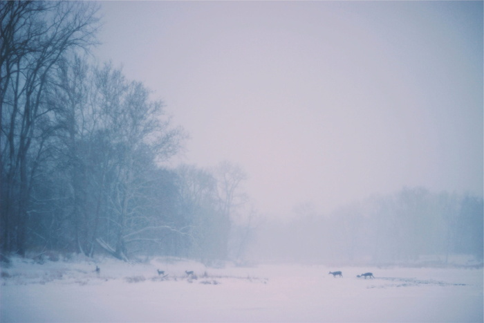 鹿、动物、穿越、冬天、雪、冷、暴风雪、雾