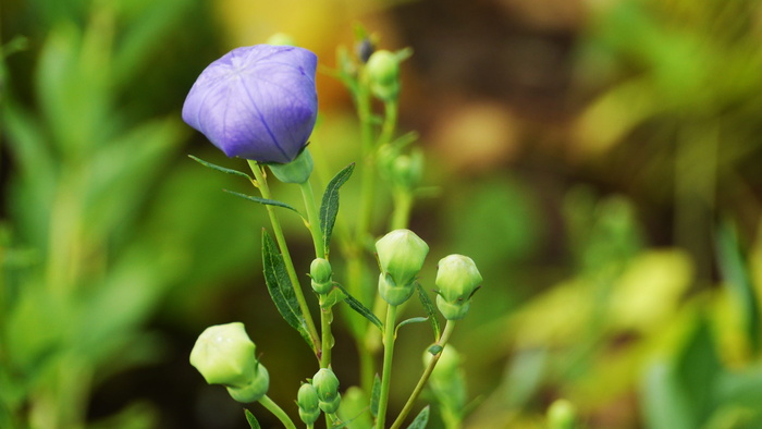 bellflower，bellflower，see flowers，low，plants，韩国花，田野，大自然