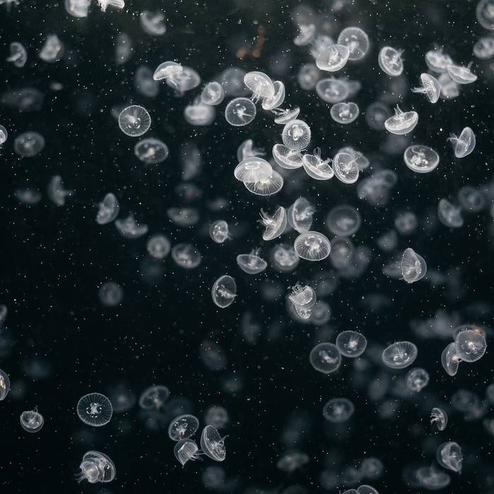 小水母的特写照片