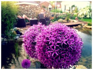 葱，观赏，洋葱，花园，近，观赏洋葱，大葱，部分花