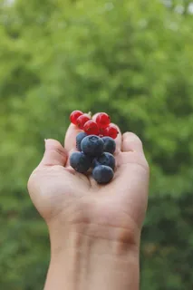 黑色和红色浆果