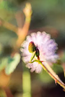 松果选择性聚焦照片 松果选择性聚焦照片