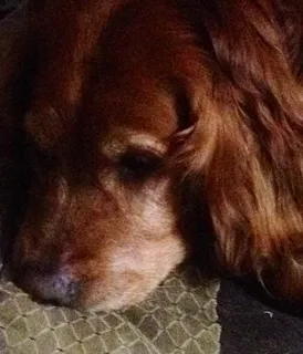 美国，雷丁，305 pennwyn pl，狗，思考，金毛寻回犬，红色，一种动物