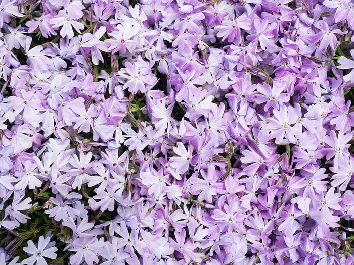 床，紫色，花瓣花朵，特写，摄影，花瓣，花朵，自然