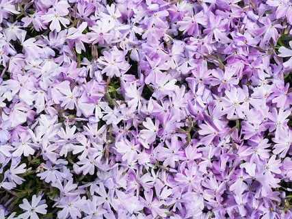 床,紫色,花瓣花朵,特写,摄影,花瓣,花朵,自然 床,紫色,花瓣花朵,特写,摄影,花瓣,花朵,自然