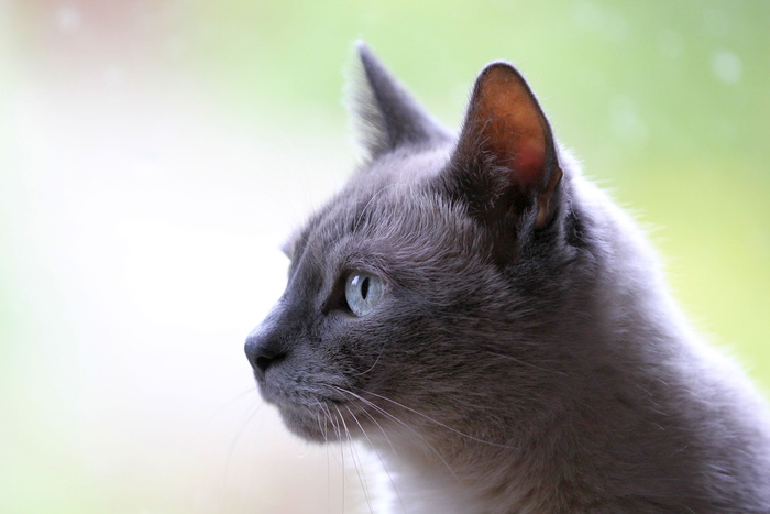 俄语、蓝色、猫、微距摄影、宠物、动物、一种动物、哺乳动物