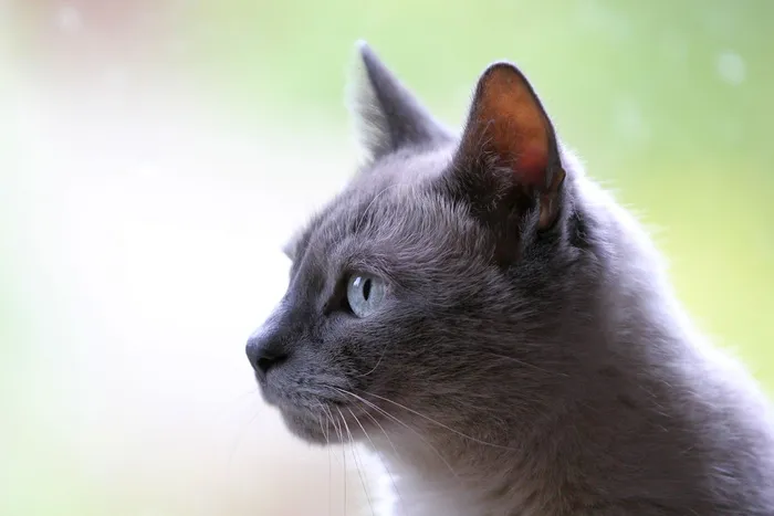 俄语、蓝色、猫、微距摄影、宠物、动物、一种动物、哺乳动物