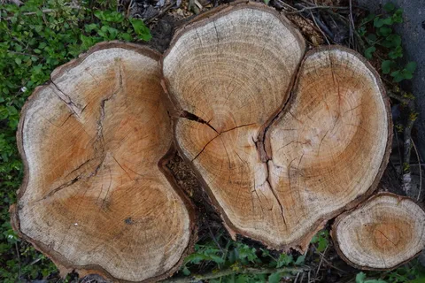 树木，树桩，被击败，年轮，木材，毁林，原木，木材