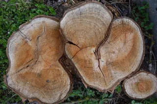 树木，树桩，被击败，年轮，木材，毁林，原木，木材