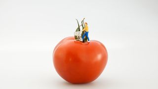 番茄、蔬菜、红色、食品、购物、购物者、购物车、摄影棚拍摄