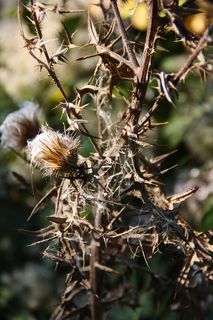 植物，花朵，花朵，意大利，蒙特维廖，蓟，自然，秋天