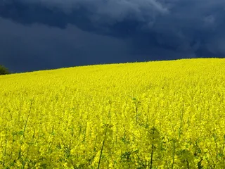 油菜籽，田地，雷雨，油菜籽田，油菜，自然，油菜，农业