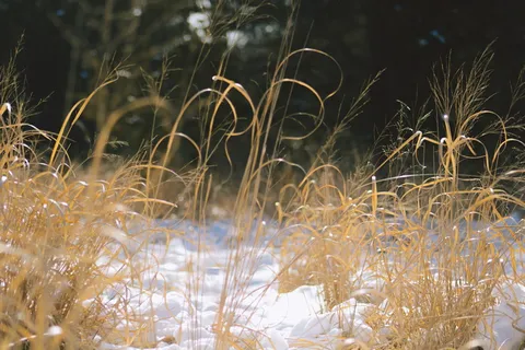 美国，纽约，自然，冬天，春天，季节，罗德岛，新英格兰