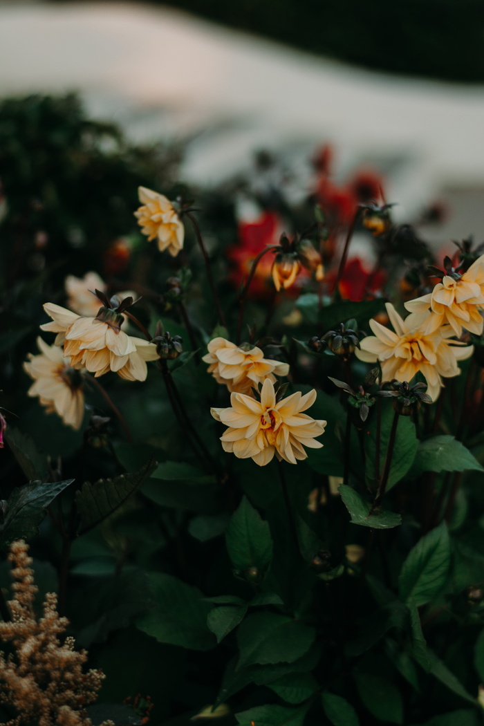 花卉浅聚焦摄影