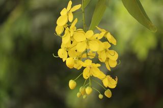 花，自然，开花，开花，植物，粉色，花瓣，夏天