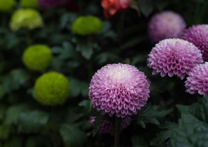 万寿菊，蜂巢雏菊，万寿菊，蜂巢，雏菊，蜂巢雏菊，草芙蓉，花，植物