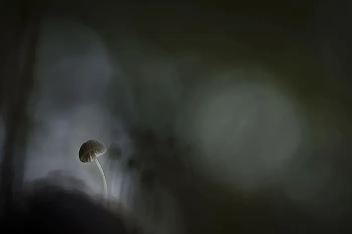 浅论白蘑菇画的焦点