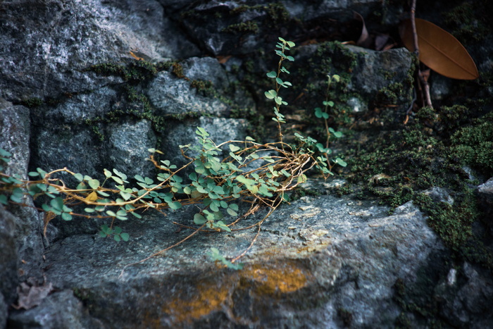 宏，植物，小植物，岩石，岩石上的植物，特写，小树叶，岩石
