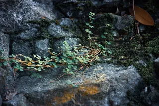 宏，植物，小植物，岩石，岩石上的植物，特写，小树叶，岩石