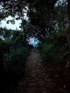 棕色,有涂层,狗,小路,灌木丛,白天,中间,走廊 棕色,有涂层,狗,小路,灌木丛,白天,中间,走廊