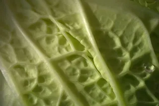 萨沃伊，蔬菜，科尔，萨沃伊卷心菜，绿色，素食主义者，农业，冬季蔬菜