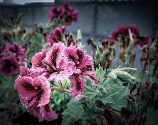 花，雨，自然，花园，开花，植物，夏天，春天