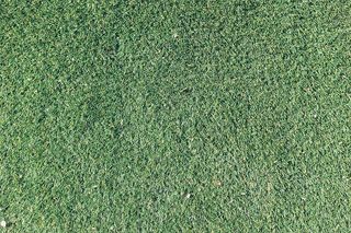 无标题，绿色，草，白天，纹理，自然，户外，阳光