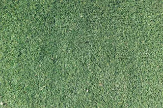 无标题，绿色，草，白天，纹理，自然，户外，阳光