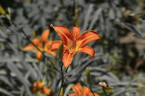 花，植物，自然，叶子，户外，橙色，植物，脆弱