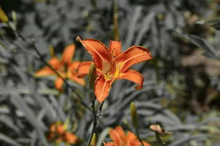 花，植物，自然，叶子，户外，橙色，植物，脆弱