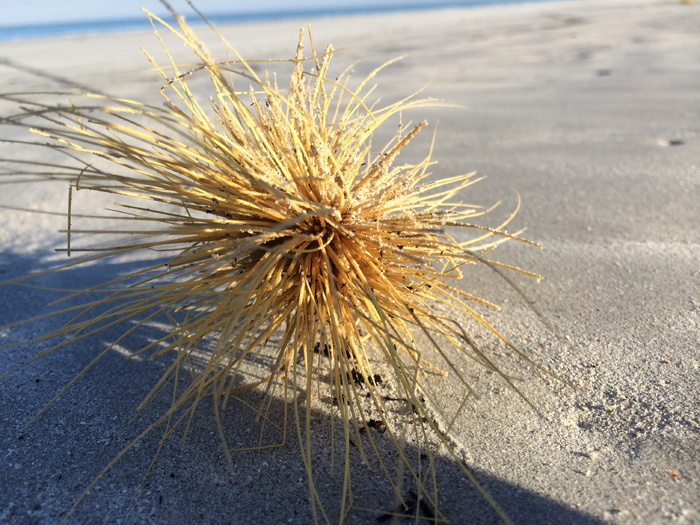 翻滚杂草、沙子、海滩、环境、自然、植物、白天、无人