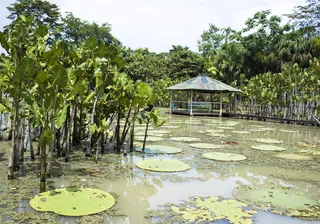 秘鲁、伊基托斯、自然、丛林、水、湖泊、百合花、亚马逊