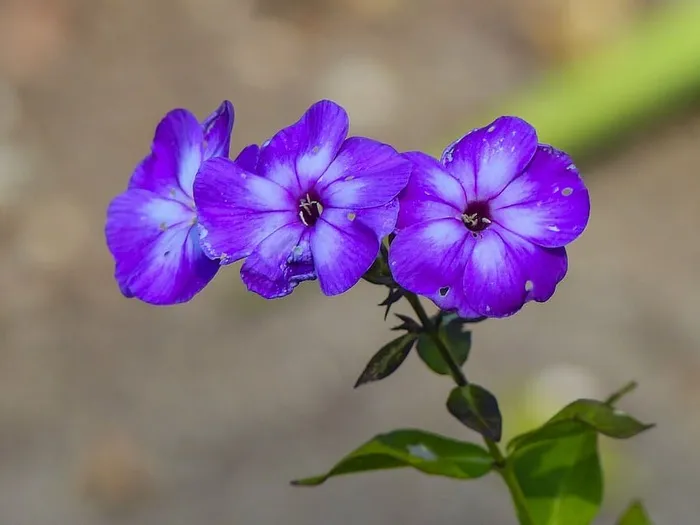 小，紫色，花朵，花园，园艺，特写，自然，夏天
