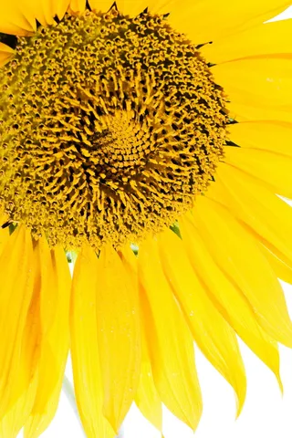 流动，孤立，宏观，自然，自然，有机，超过，花瓣