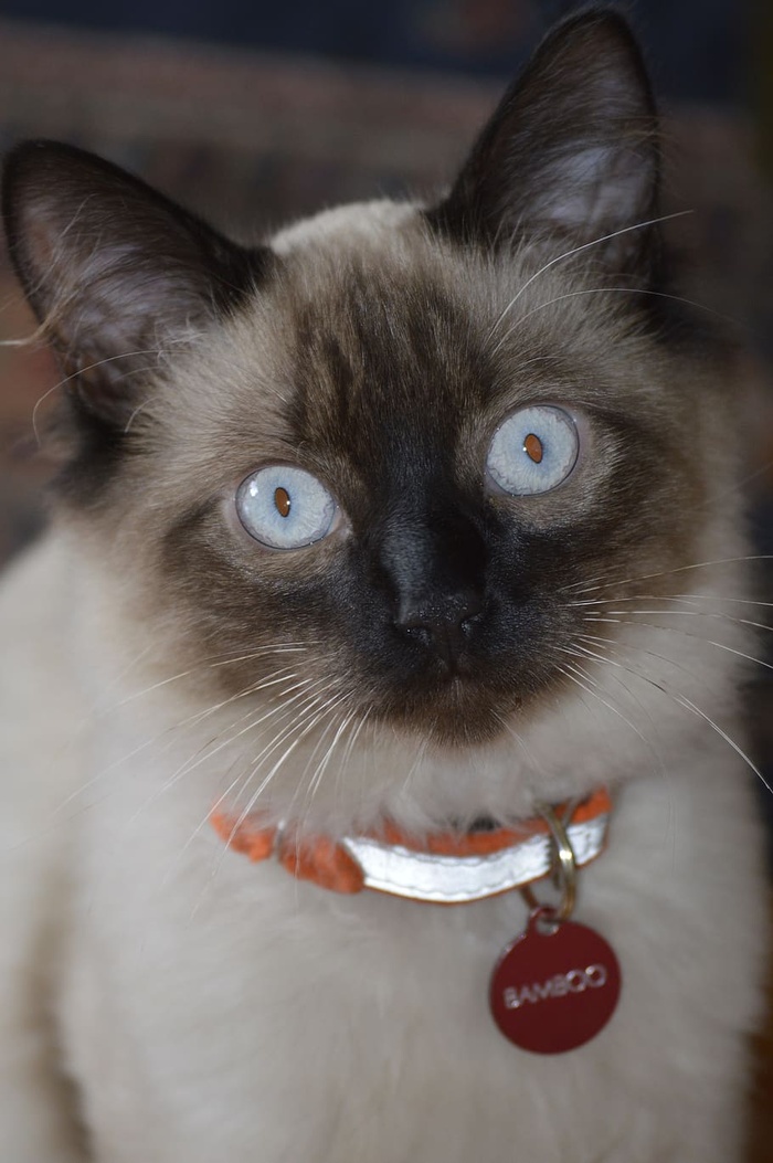 猫，巴厘人，宠物，猫，蓝眼睛，暹罗猫，家猫，家猫