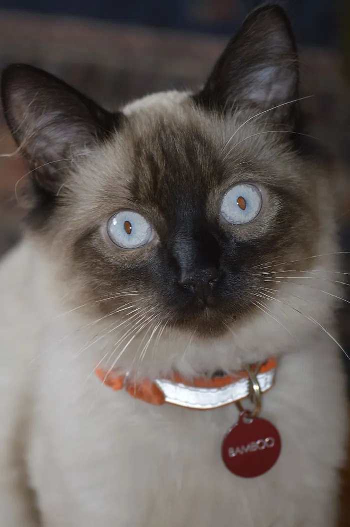 猫，巴厘人，宠物，猫，蓝眼睛，暹罗猫，家猫，家猫