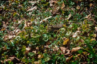 地面，青蛙，匈牙利，动物，野生动物，两栖动物，叶子，蟾蜍