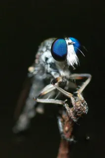 小平面眼睛，虫子，昆虫，特写，腿，大眼睛，虫子眼睛，棍子