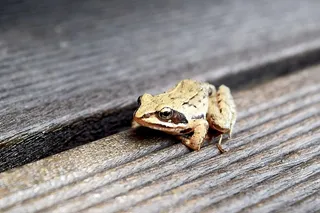 动物，青蛙，两栖动物，两栖动物，动物，青蛙，野生动物，一种动物，木材，野生动物