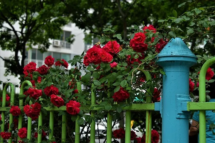 玫瑰，花朵，自然，花朵，开花植物，植物，红色，自然之美