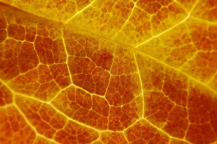 新西兰，自然，秋天，秋天树叶，树叶，冬天，宏观