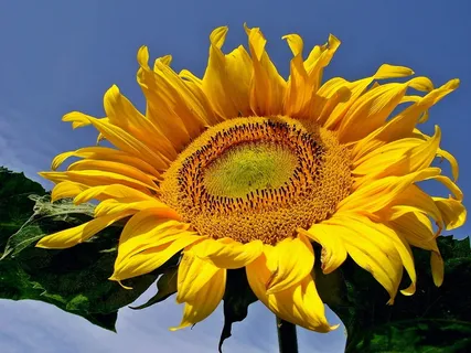 自然,植物,夏天,花,向日葵,美丽,特写,黄花 自然,植物,夏天,花,向日葵,美丽,特写,黄花